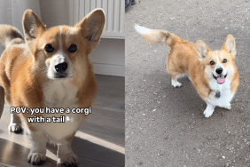 Corgi tail video