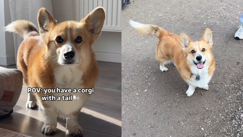 Corgi tail video