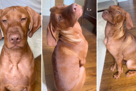 Vizsla puppy video