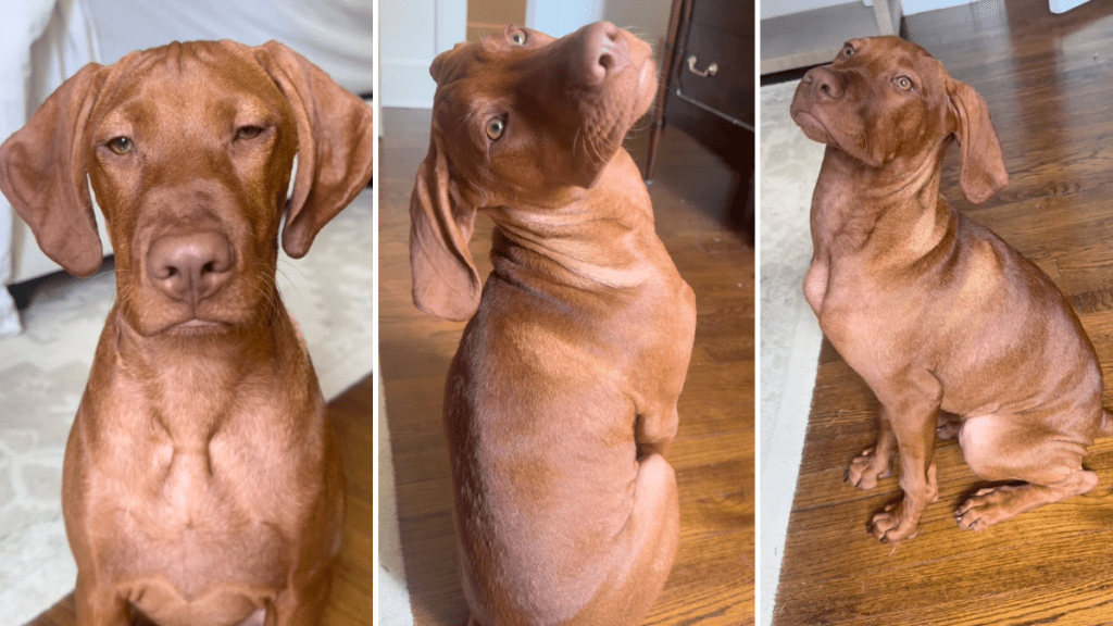 Vizsla puppy video