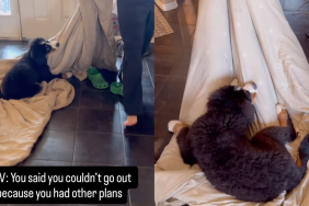 Owner dog blanket video