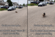 Dachshund legs video