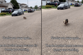 Dachshund legs video