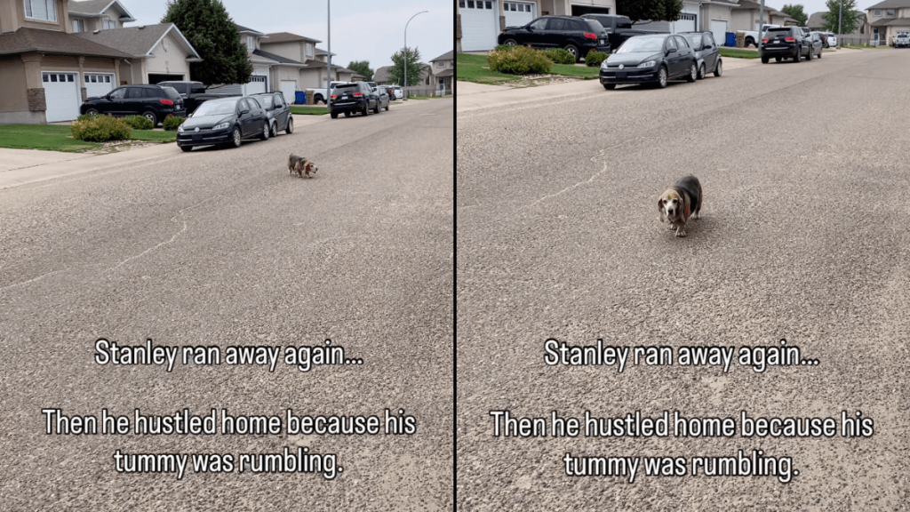 Dachshund legs video