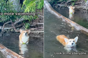 Corgi swimming video