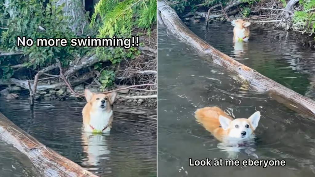 Corgi swimming video