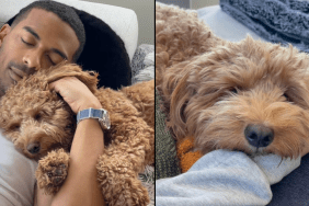 Goldendoodle love language video