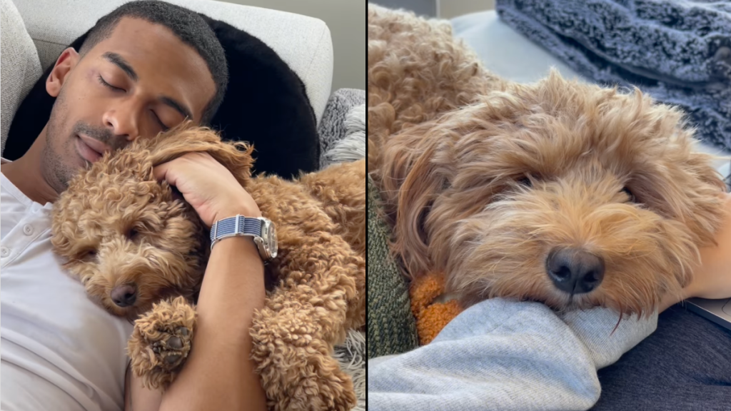 Goldendoodle love language video