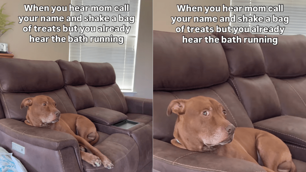 dog bath video