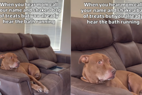 dog bath video