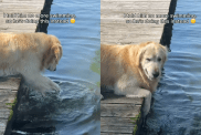 Golden Retriever swimming video