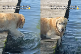 Golden Retriever swimming video