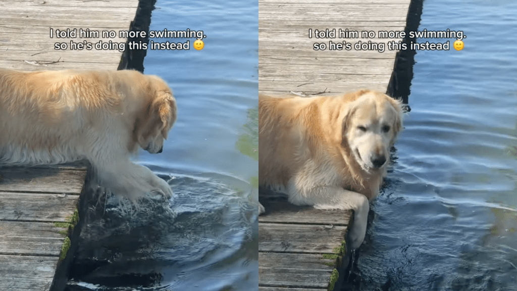 Golden Retriever swimming video