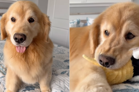 Golden Retriever toy video