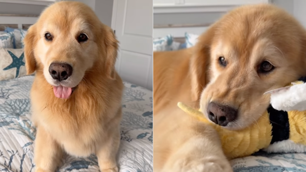 Golden Retriever toy video