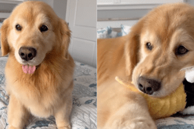 Golden Retriever toy video