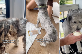 dog transformation video