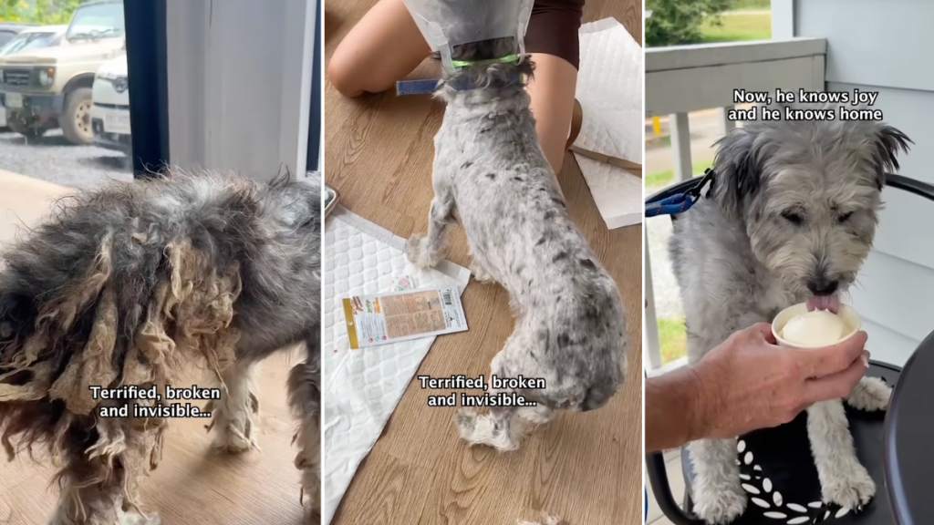 dog transformation video