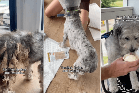 dog transformation video