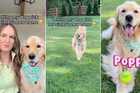Golden Retriever sister name video