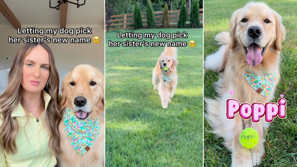 Golden Retriever sister name video