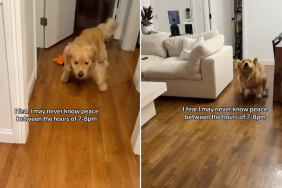 dog zoomies video
