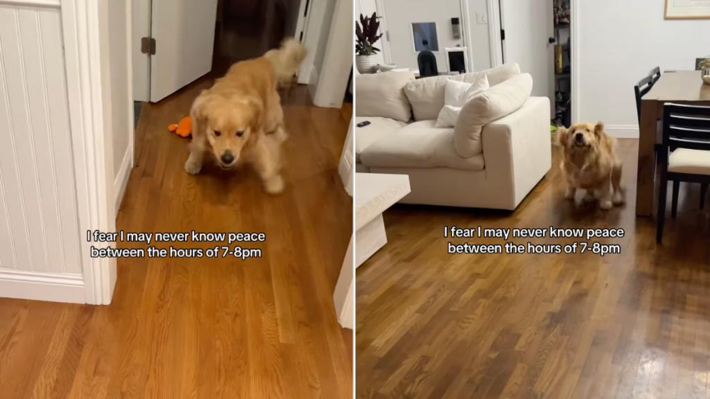 dog zoomies video