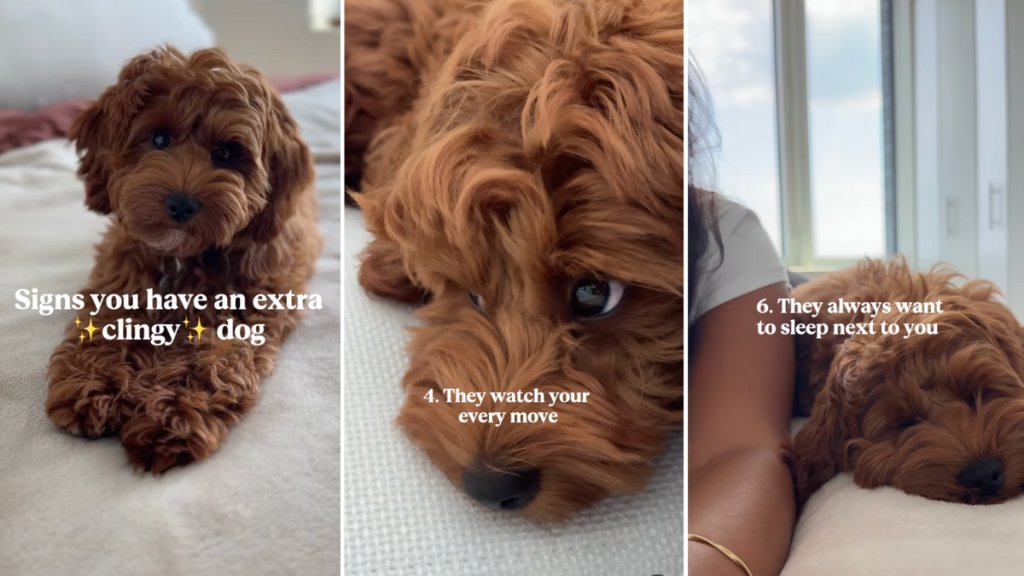 Cockapoo clingy video