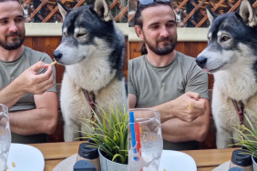 Husky french fries video
