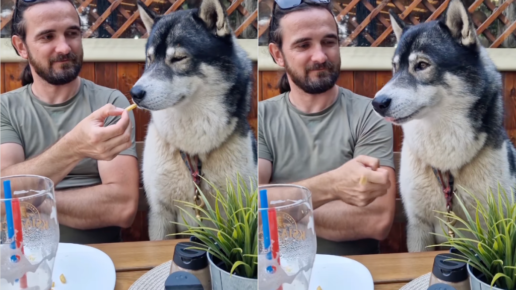 Husky french fries video