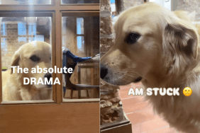 Golden Retriever stuck video