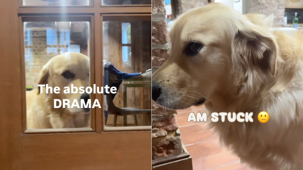 Golden Retriever stuck video