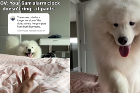 Samoyed video