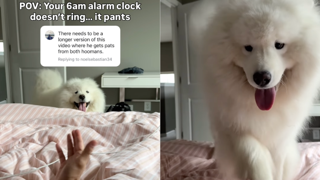 Samoyed video