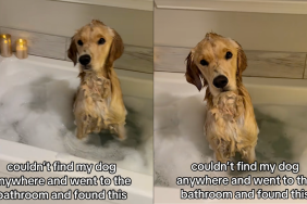 Dog bathtub video
