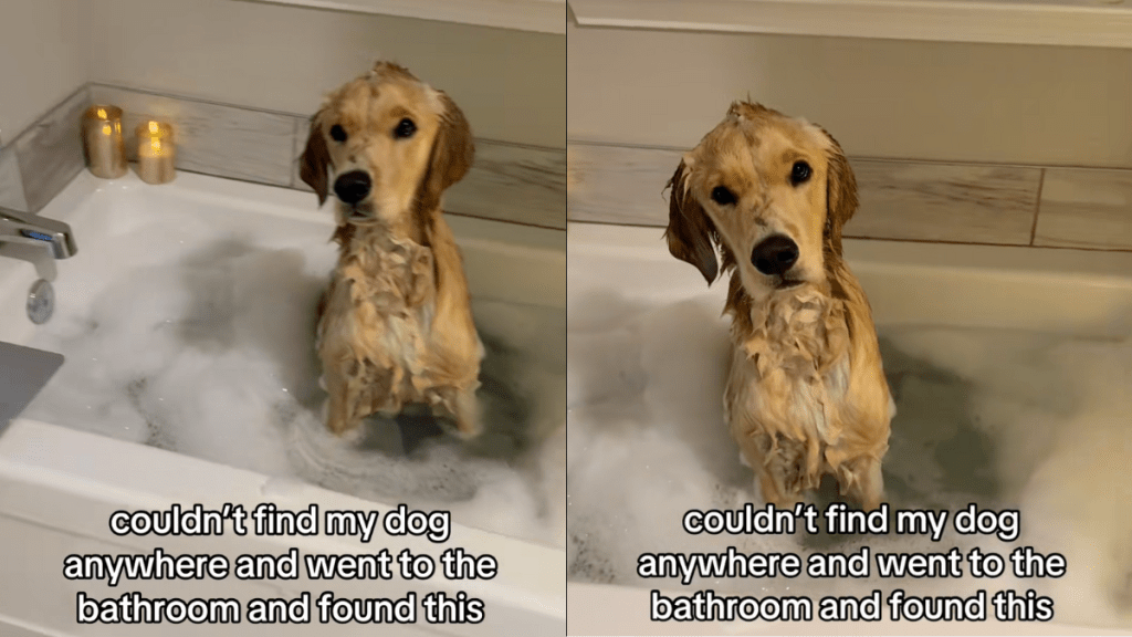 Dog bathtub video