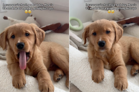 Golden Retriever puppy hiccups video