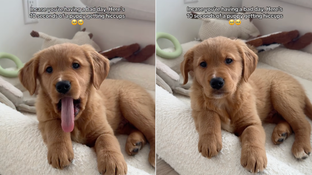Golden Retriever puppy hiccups video