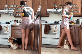 Corgi owner cooking video