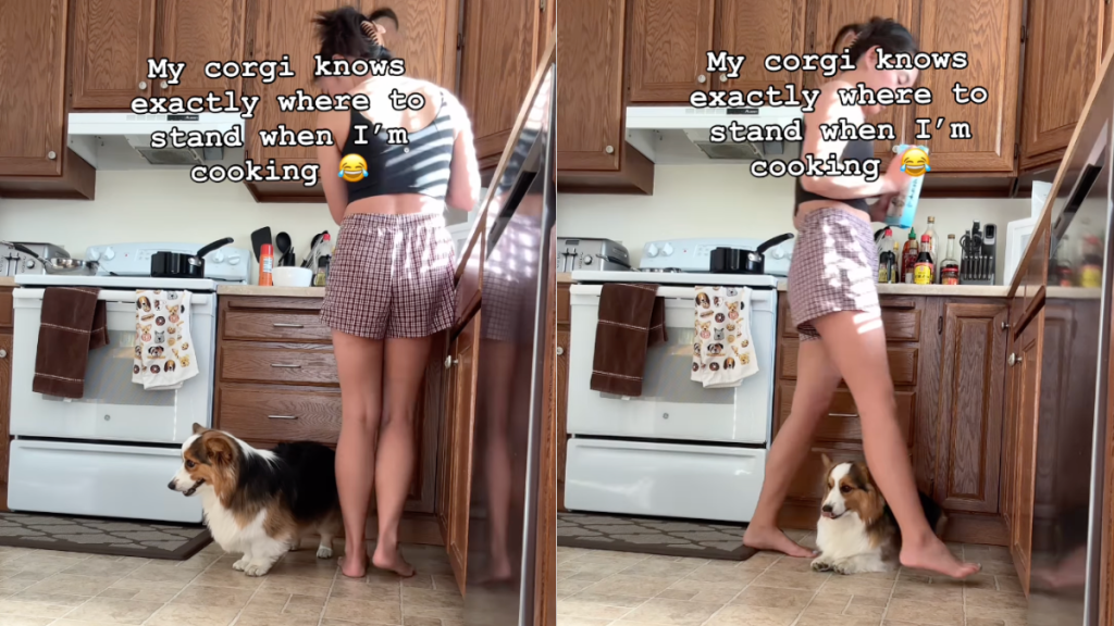 Corgi owner cooking video