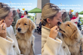 Golden Retriever donuts video