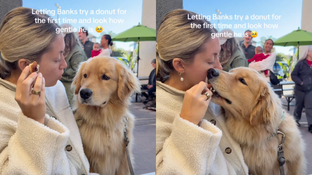 Golden Retriever donuts video