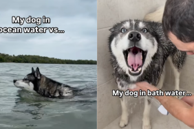 Husky water video