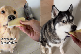 dogs small bite video