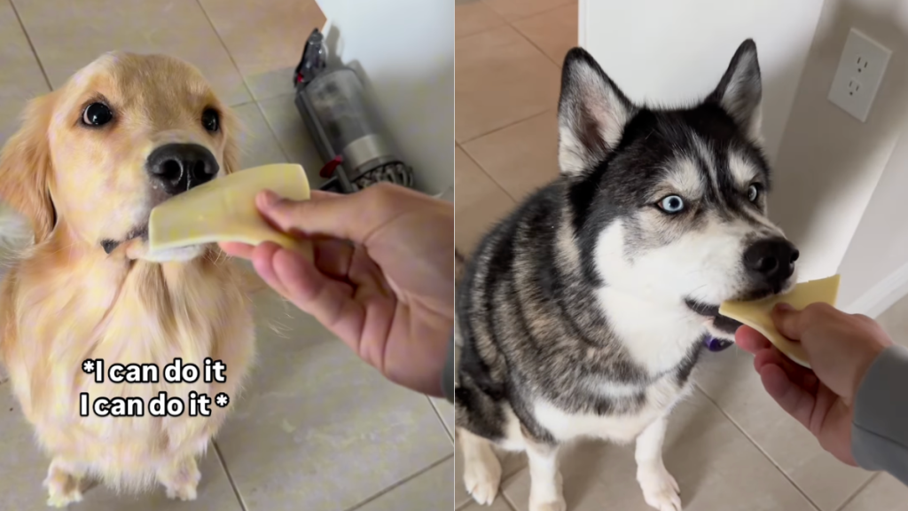 dogs small bite video