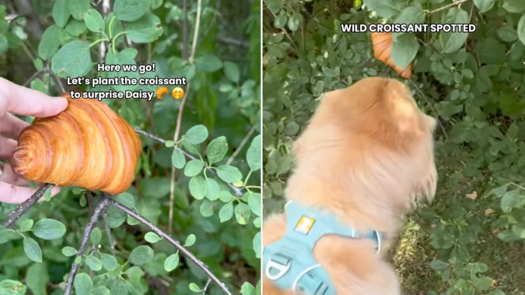 dog croissant video