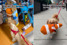 Shih Tzu toy store video