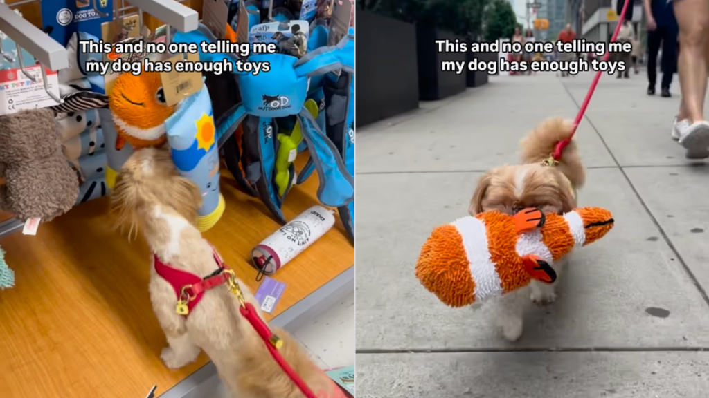 Shih Tzu toy store video