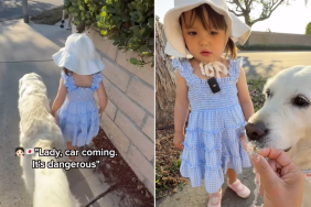 Toddler Golden Retriever walk video