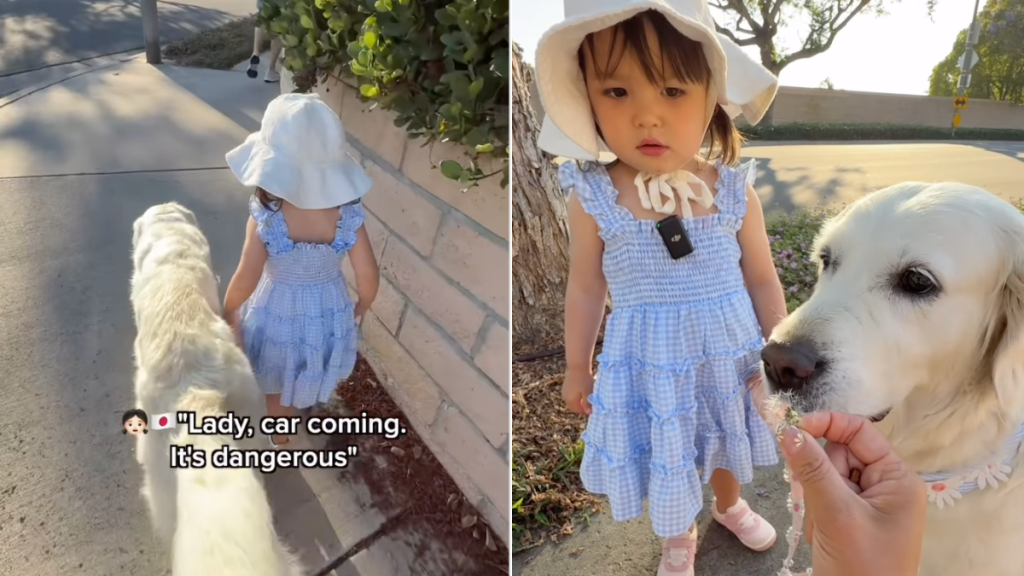 Toddler Golden Retriever walk video